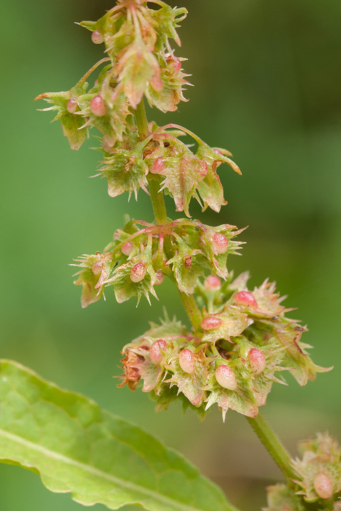 Изображение особи Rumex obtusifolius.