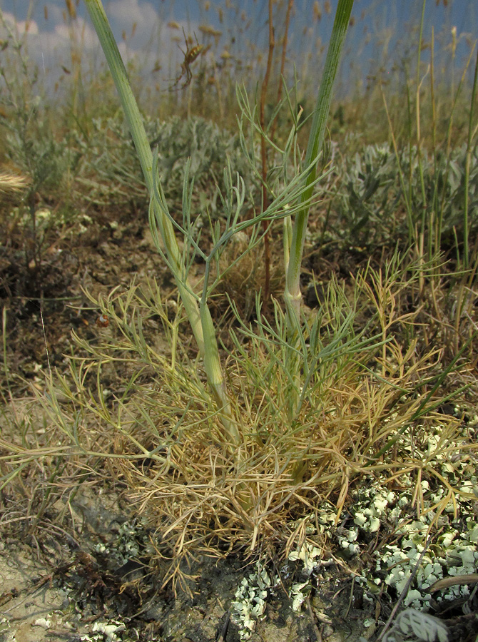 Image of Seseli varium specimen.