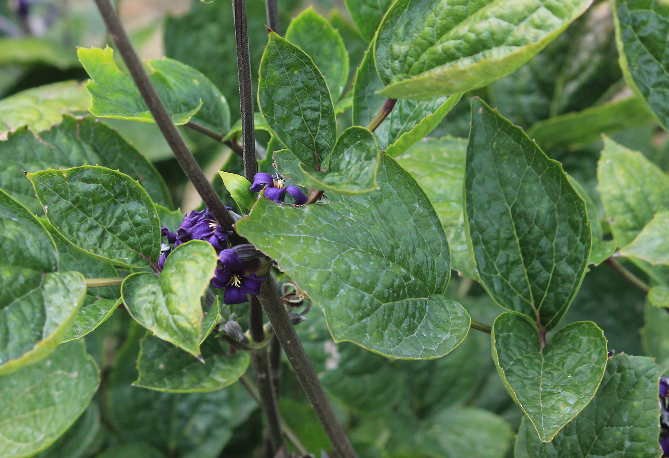 Image of Clematis heracleifolia specimen.