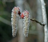 Populus tremula. Мужские соцветия. Москва, Кузьминский лесопарк. 26.04.2015.