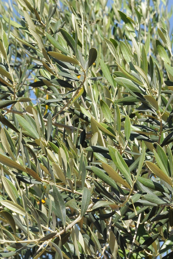 Image of Olea europaea specimen.