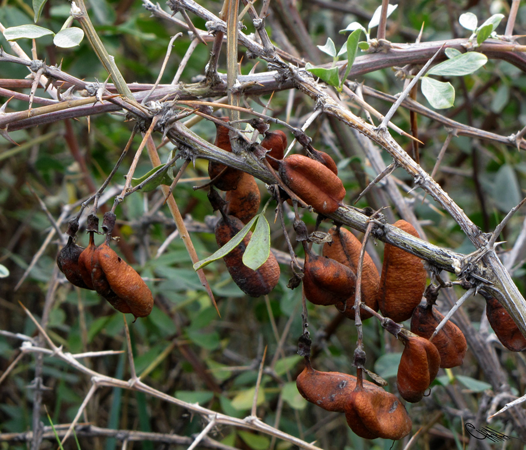 Изображение особи Halimodendron halodendron.