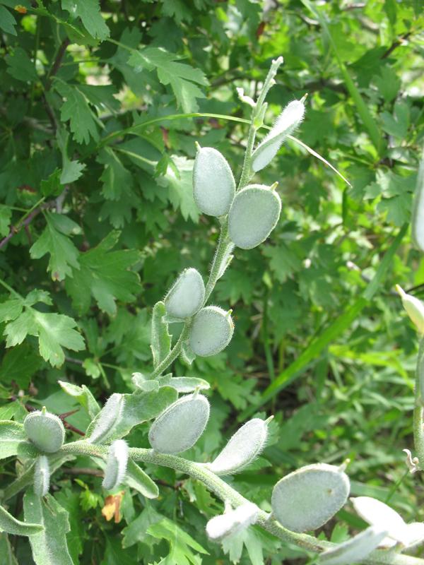 Image of Fibigia eriocarpa specimen.