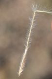 Image of taxon representative. Author is Владимир Эпиктетов