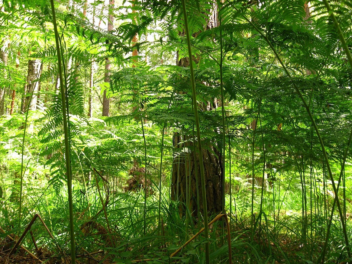 Изображение особи Pteridium pinetorum.