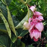 Medinilla magnifica. Верхушка побега с соцветием. Сингапур, Singapore Botanic Gardens. 18.08.2014.