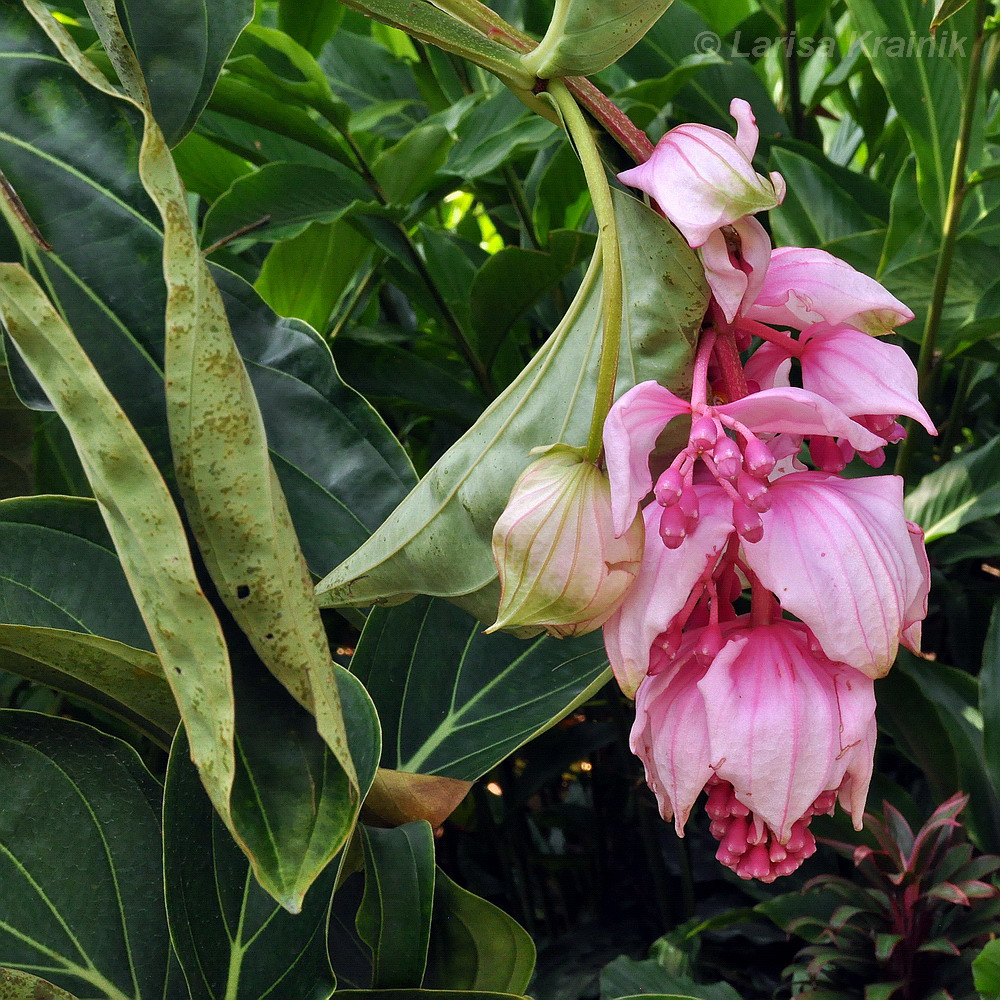 Image of Medinilla magnifica specimen.