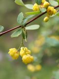 Berberis sphaerocarpa. Часть веточки с соцветием. Кыргызстан, Нарынская обл., левый берег р. Нарын, долина руч. Кутонгоч. 23.06.2015.