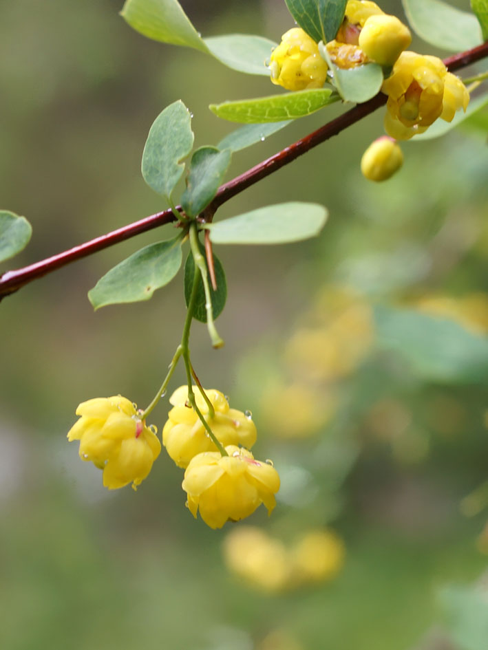 Изображение особи Berberis sphaerocarpa.