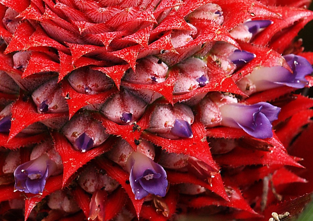 Image of Ananas comosus specimen.