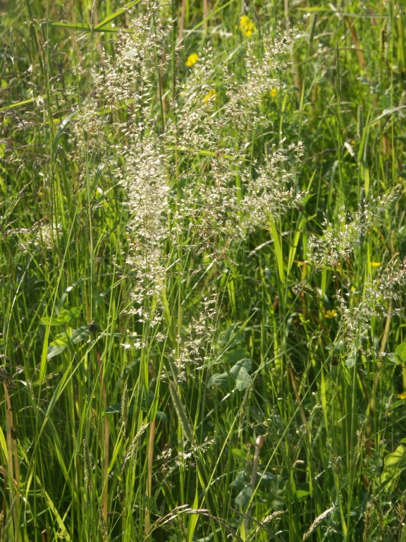 Image of Trisetum flavescens specimen.