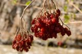 Viburnum opulus