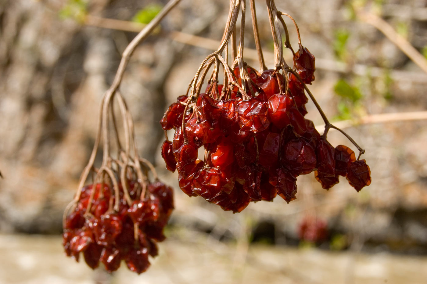 Изображение особи Viburnum opulus.