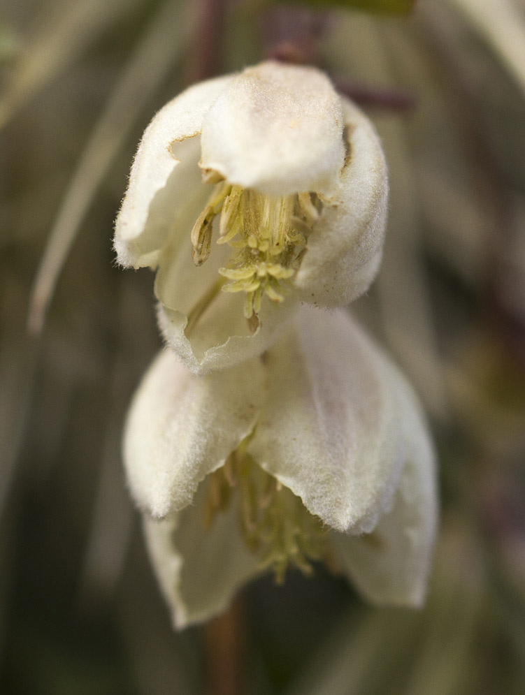 Image of Clematis cirrhosa specimen.