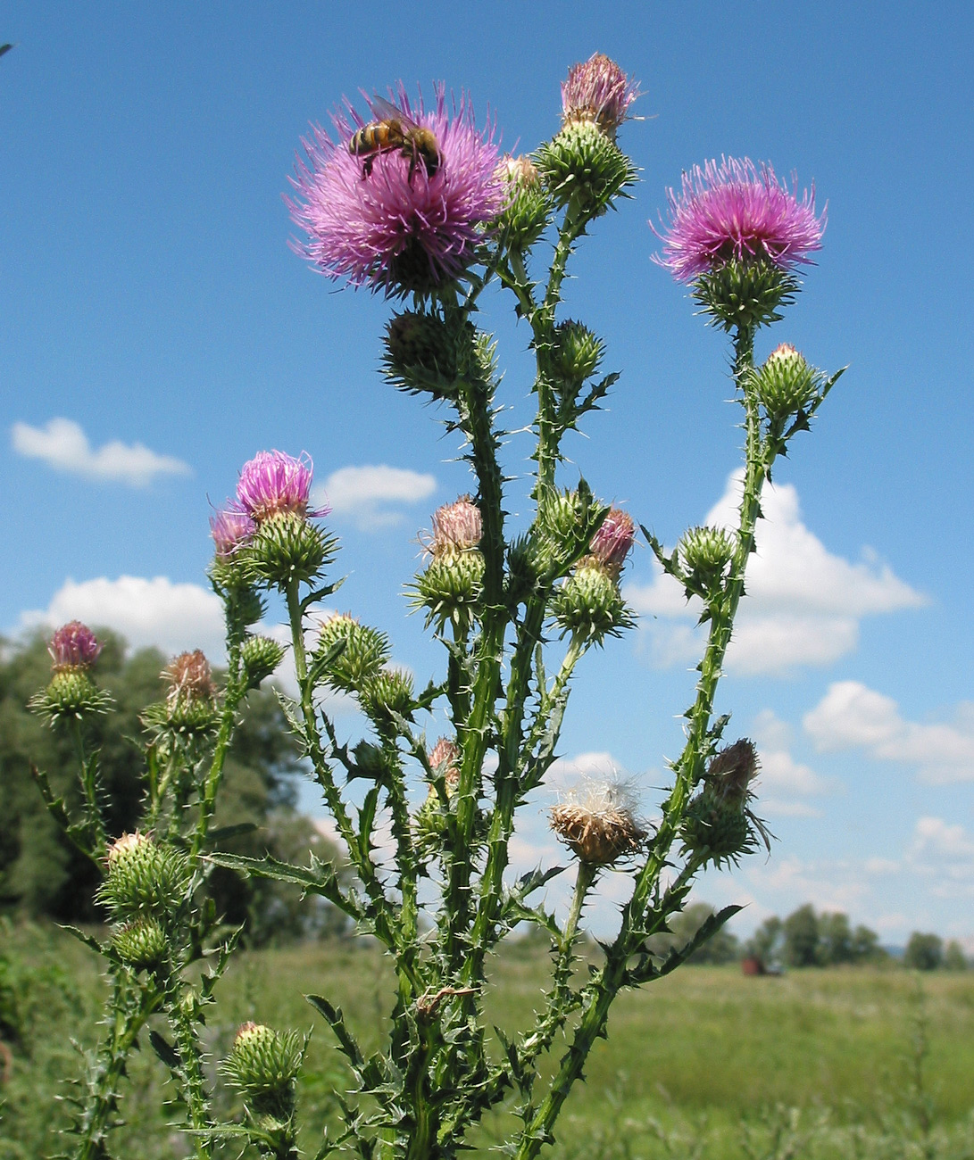 Изображение особи Carduus acanthoides.