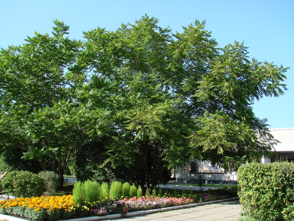 Image of Juglans mandshurica specimen.