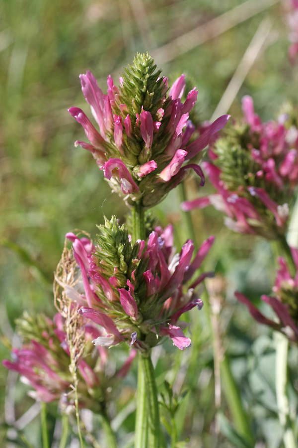 Image of Astragalus platyphyllus specimen.