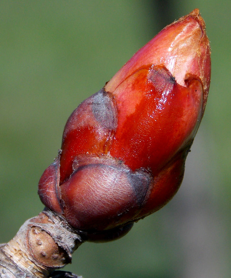 Image of Aesculus hippocastanum specimen.