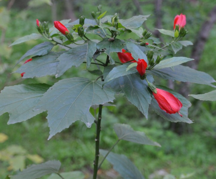 Image of Malvaviscus penduliflorus specimen.