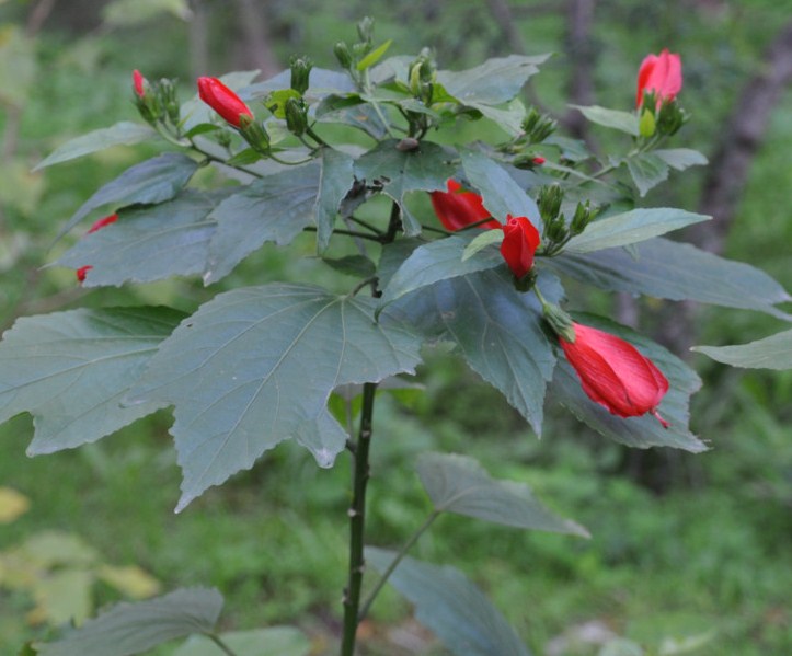 Image of Malvaviscus penduliflorus specimen.