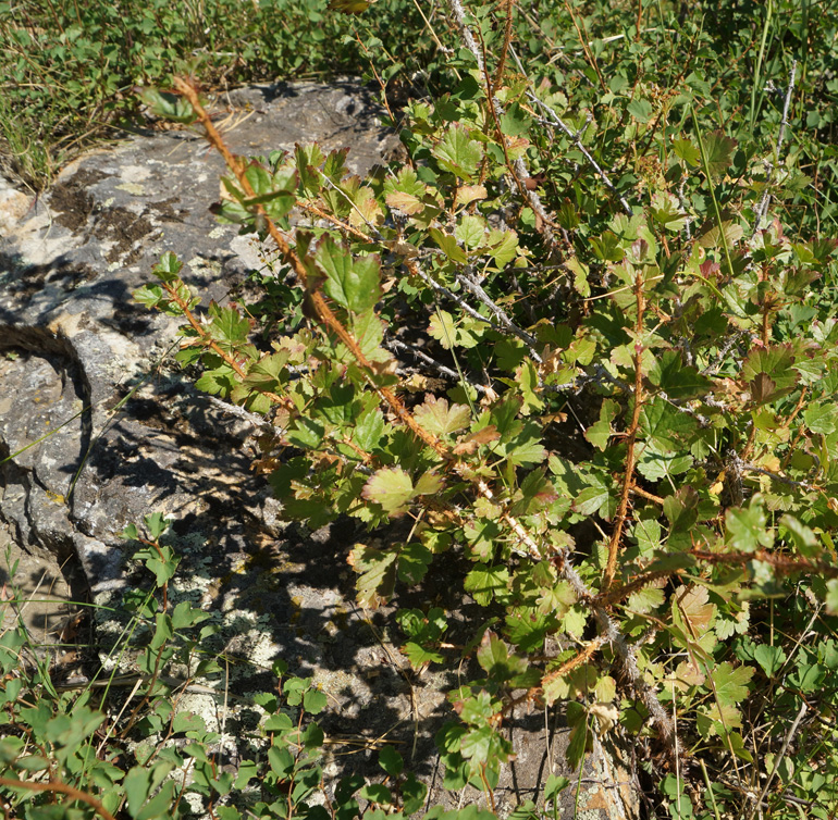 Изображение особи Grossularia acicularis.