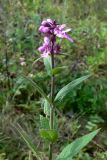 Stachys palustris. Верхушка цветущего растения. Челябинская обл., окр. г. Челябинск, Золотая горка, обочина дороги в берёзовом лесу. 24.08.2015.