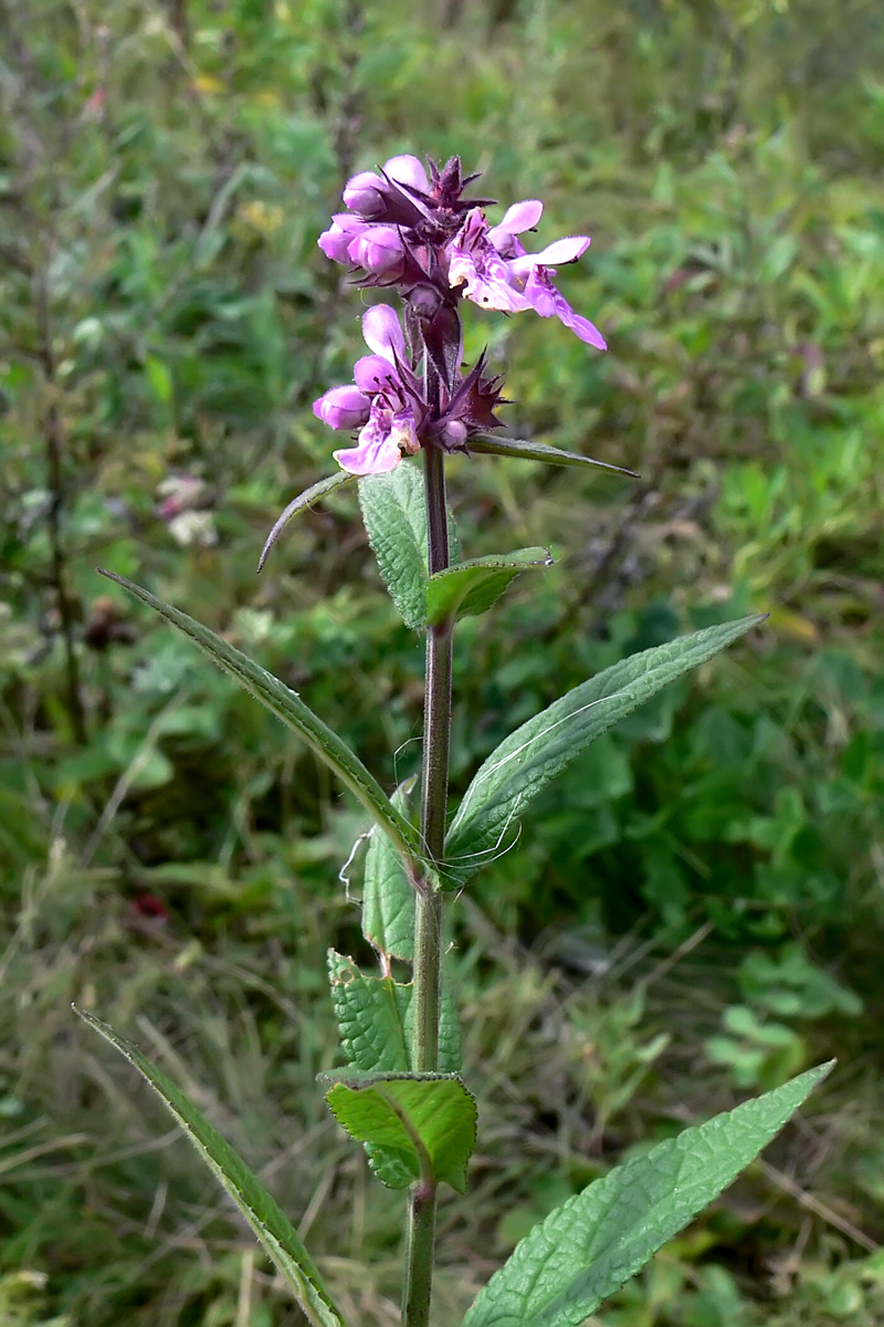 Изображение особи Stachys palustris.