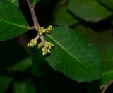 Rhus integrifolia