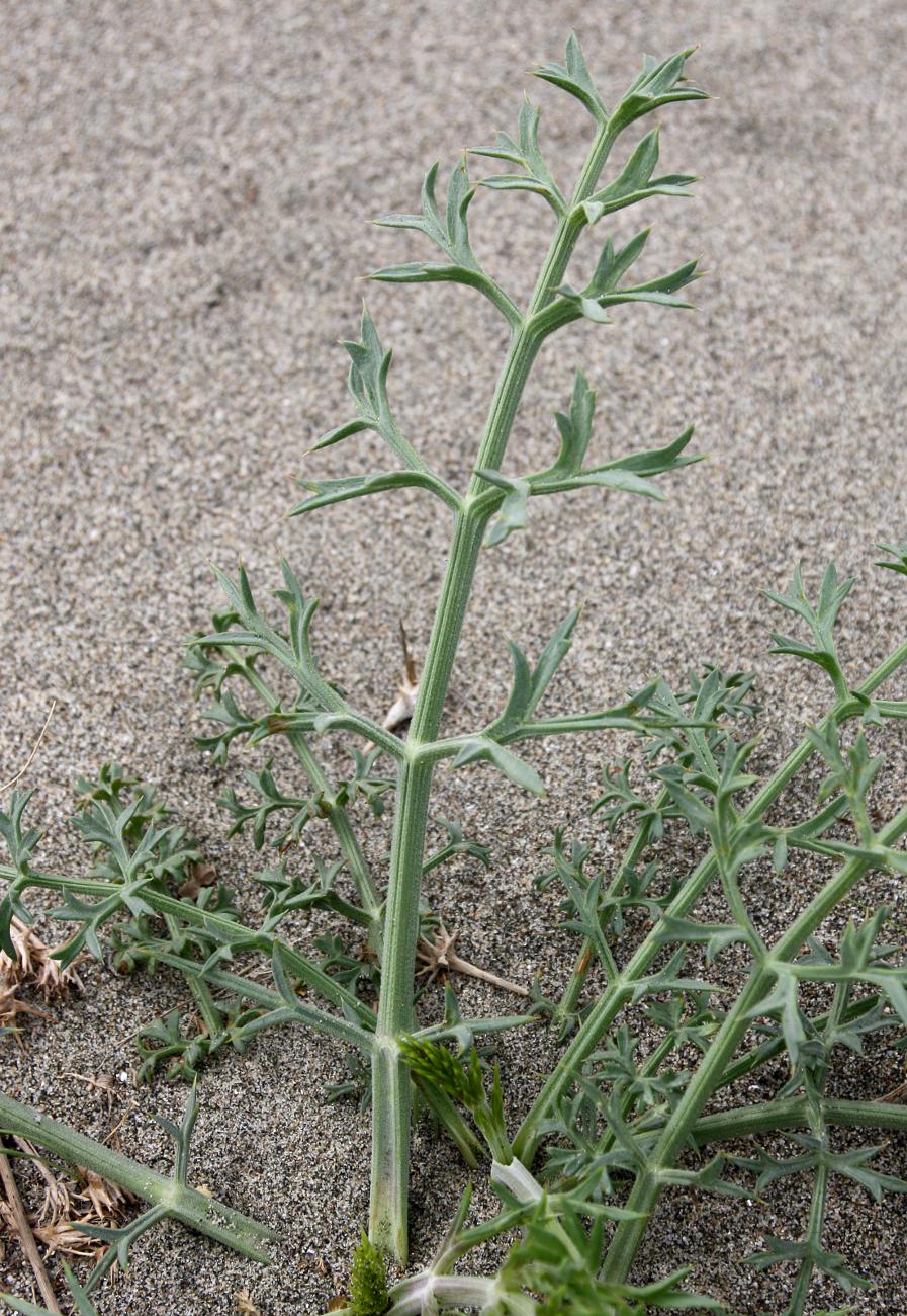 Image of Echinophora spinosa specimen.