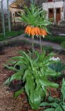 Fritillaria imperialis