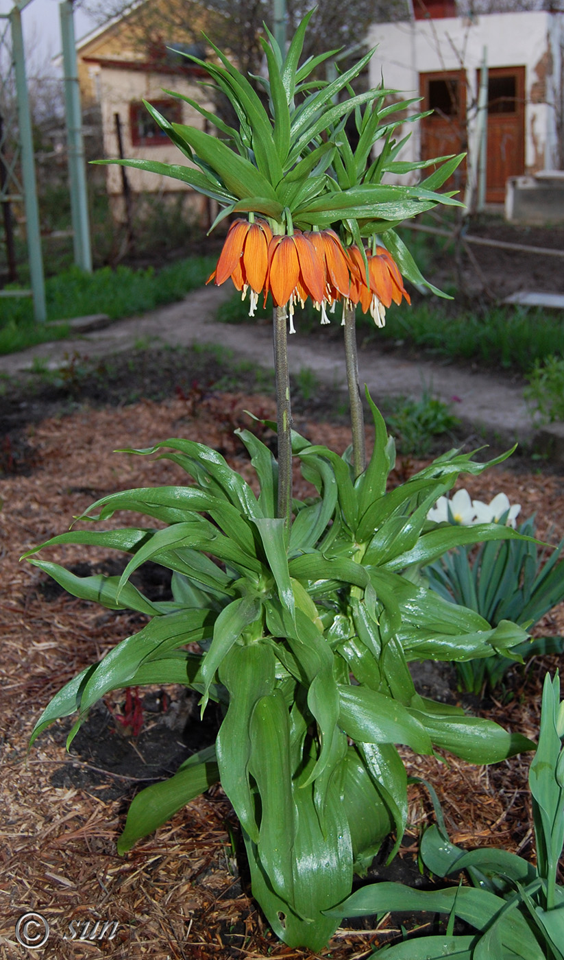 Изображение особи Fritillaria imperialis.