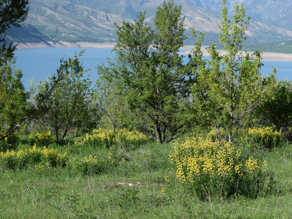 Image of Thermopsis alterniflora specimen.