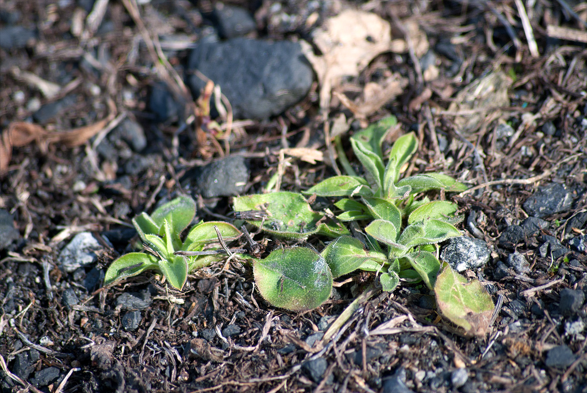 Image of Melandrium dioicum specimen.