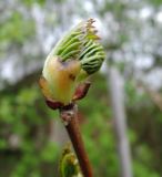 Davidia involucrata. Верхушка ветки с разворачивающимися листьями. Латвия, Рига, Ботанический сад Латвийского университета, дендрарий. 05.05.2015.