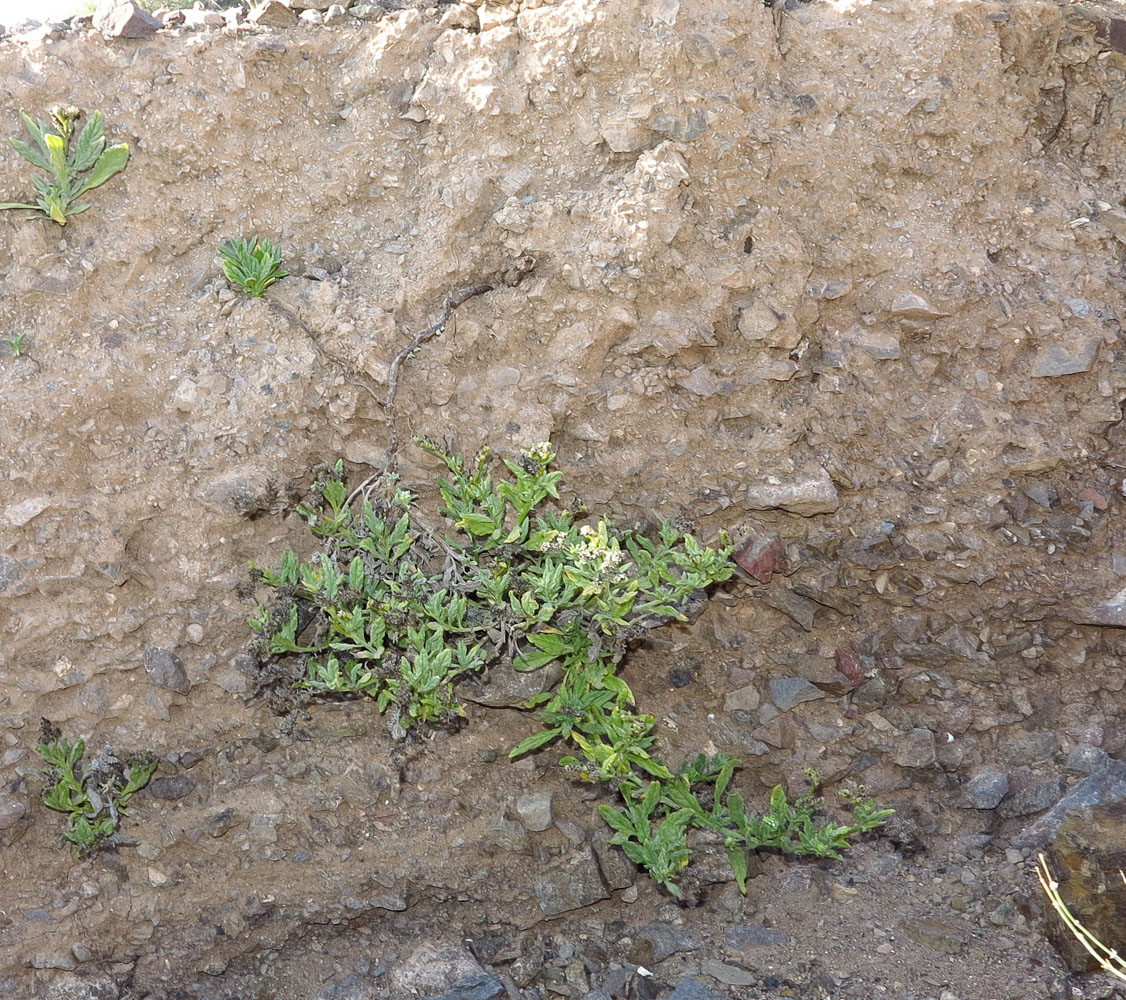 Image of Heliotropium erosum specimen.