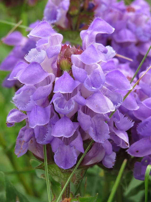 Изображение особи Prunella grandiflora.