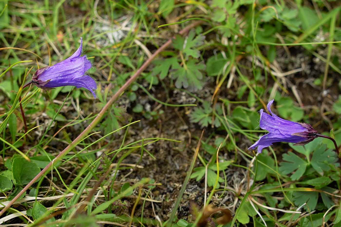 Изображение особи Campanula dasyantha.