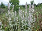 Stachys velata