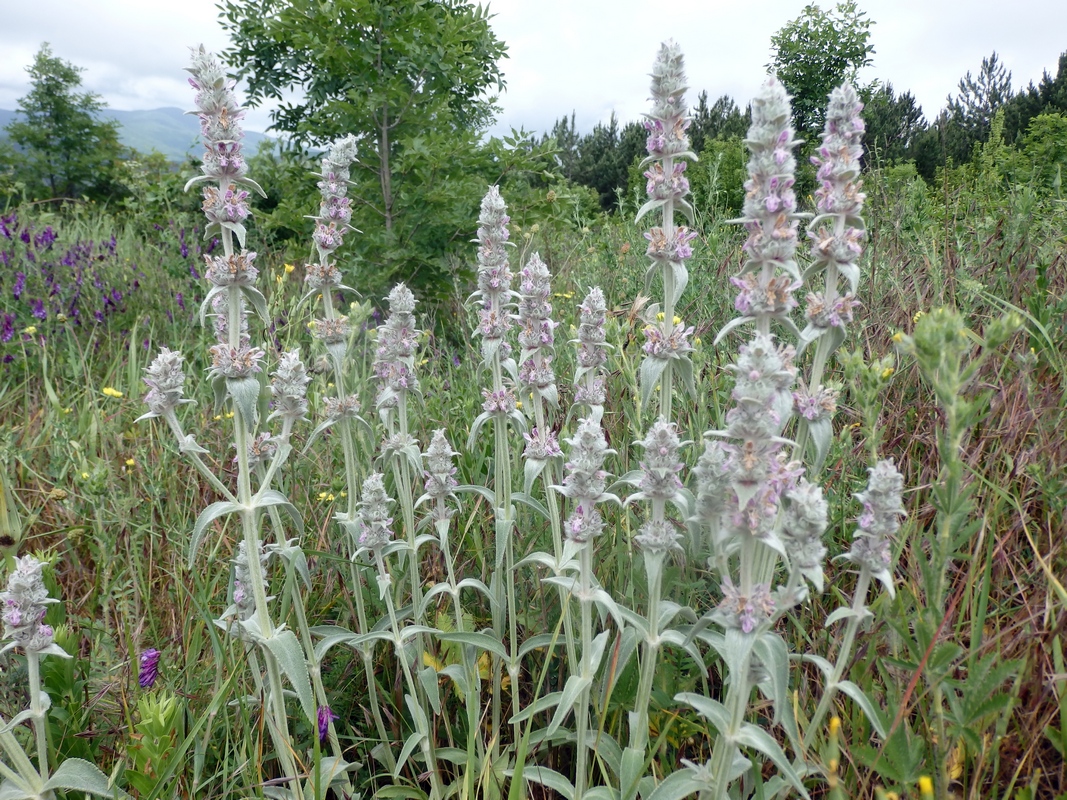 Image of Stachys cretica specimen.