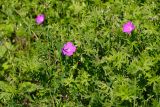 Geranium sanguineum