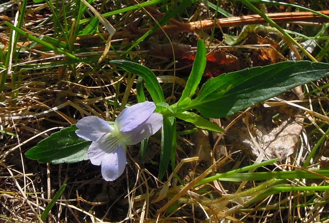 Image of Viola pumila specimen.