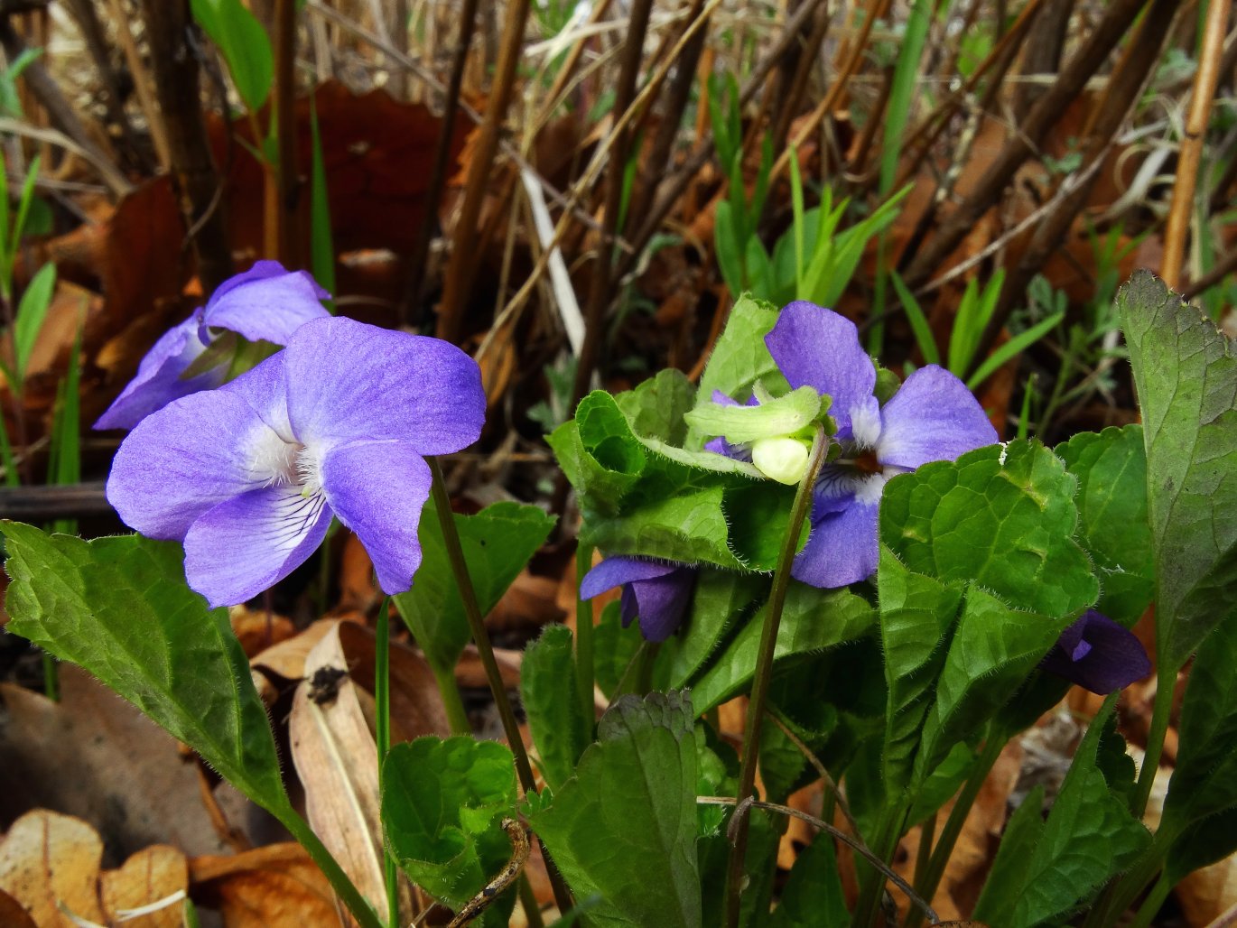 Image of Viola brachysepala specimen.