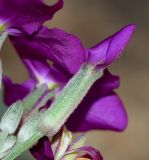Matthiola incana
