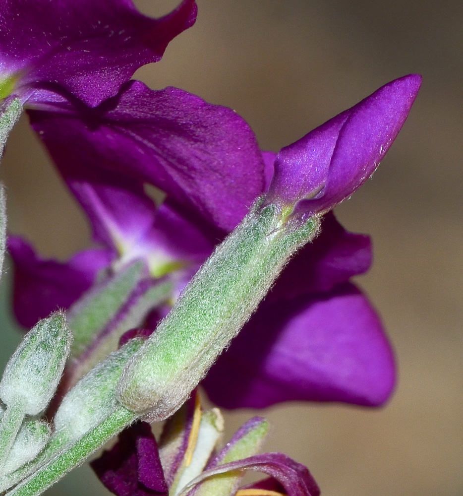 Изображение особи Matthiola incana.