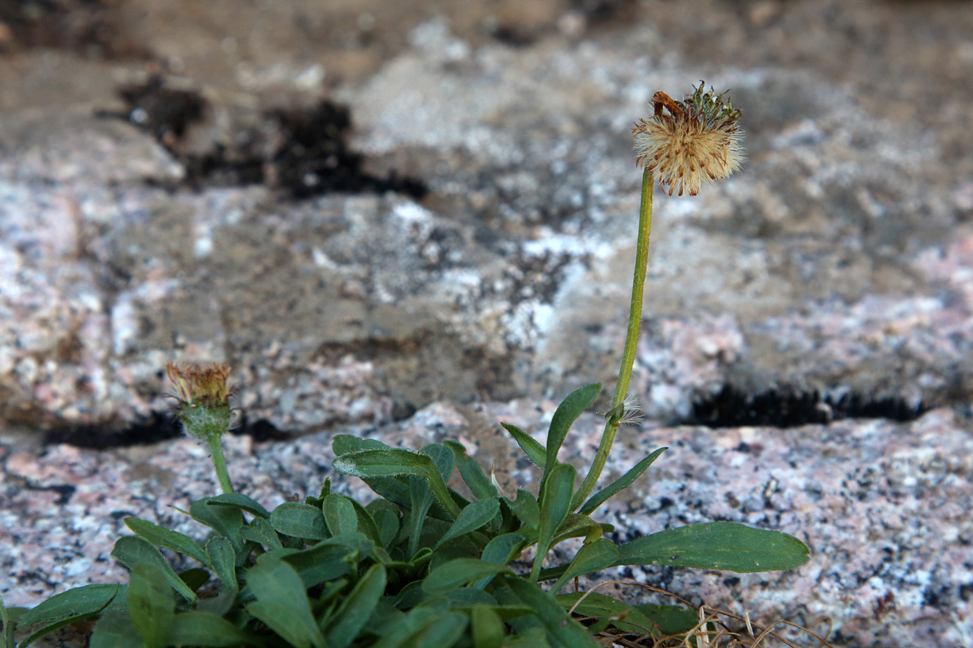 Image of Erigeron pallidus specimen.