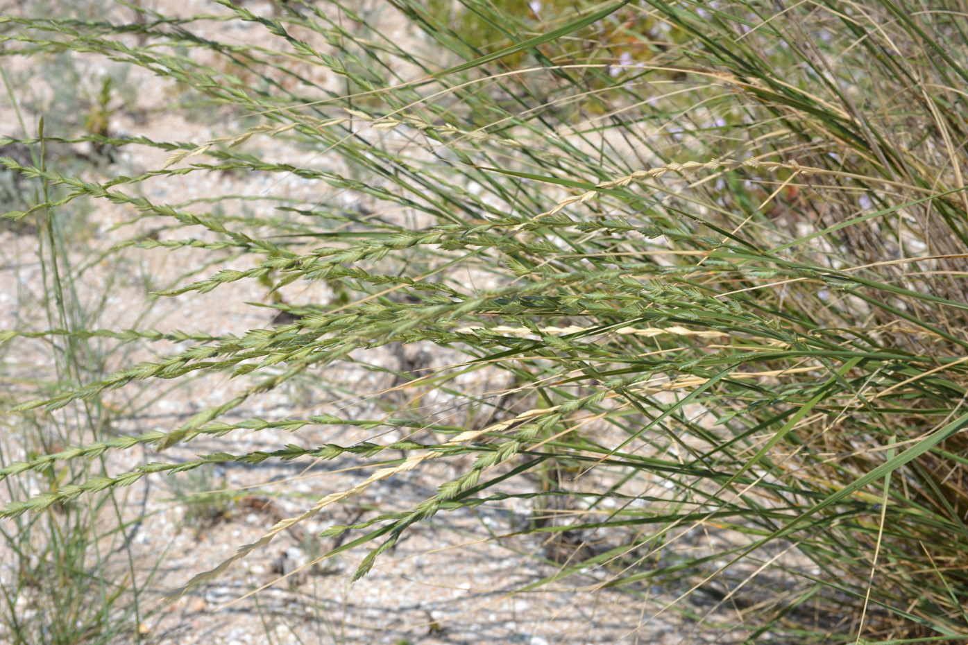 Image of Elytrigia obtusiflora specimen.