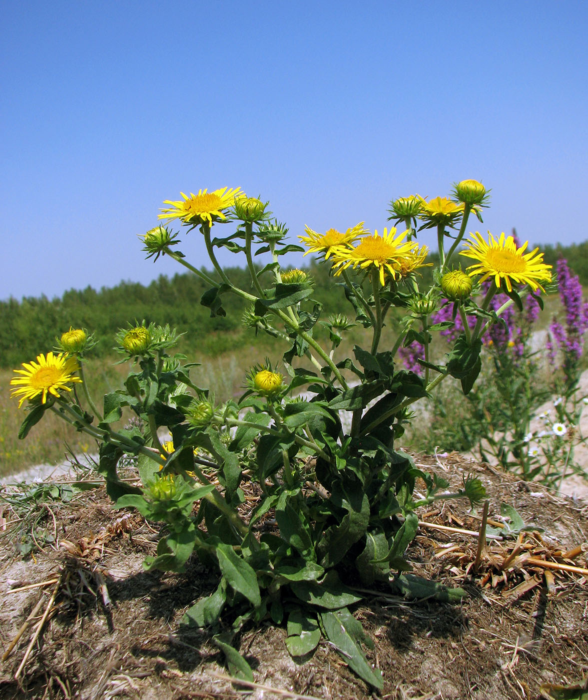 Изображение особи Inula britannica.