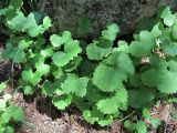 Dolichorrhiza renifolia. Листья (с нижней стороны поражены ржавчинным грибом). Кабардино-Балкария, Эльбрусский р-н, долина р. Ирик, ок. 2300 м н.у.м., сосняк на склоне горы. 14.07.2016.