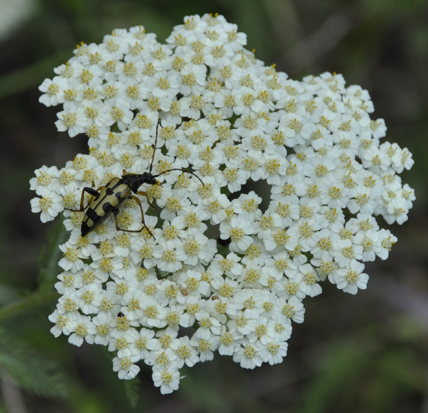 Изображение особи род Achillea.