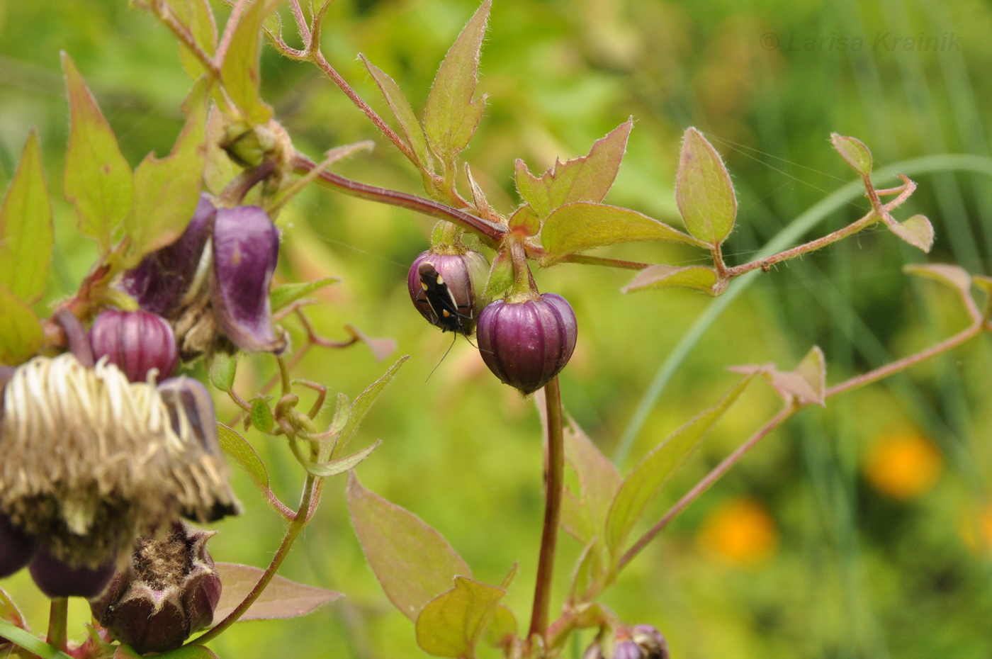 Image of Clematis fusca specimen.